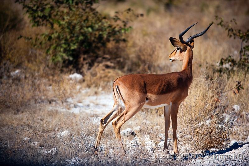 20090610_135134 D3 X1.jpg - Springbok (Gazelle)